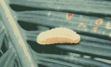 产后母猪咋样驱虫