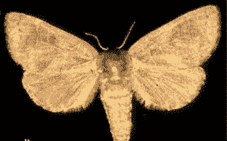 母猪产后多久需要清宫