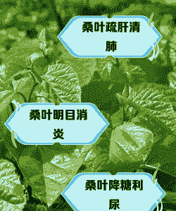 母猪产后能吃桑叶吗