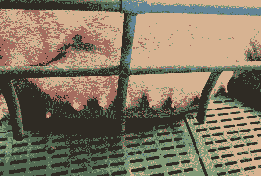 母猪产后还肚子大