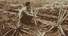 母猪产后喂水果行吗