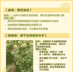 母猪产后不食用药