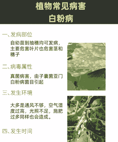 母猪产后多久清宫好