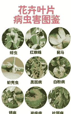 母猪小产后不吃食