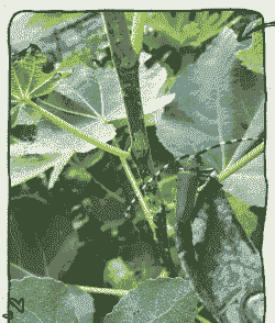 母猪流产后拉血