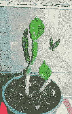 母猪产后消炎什么药