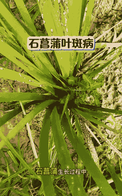 母猪产后输液输几天