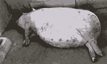 产后母猪大喘气