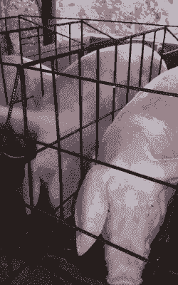 给产后母猪洗澡