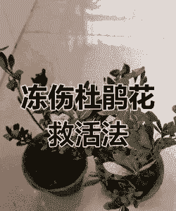 产后母猪护理前景