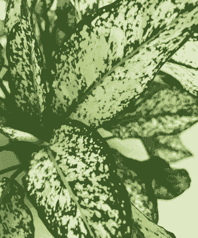 母猪产后便便有血块