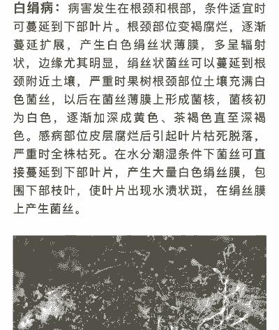 母猪产后胎盘多久下来