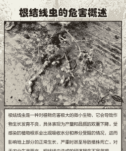 母猪产后能清宫吗