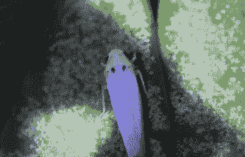 母猪产前产后低温症