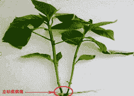 母猪产后急喘发烧