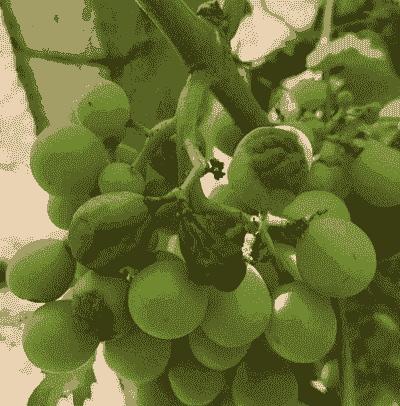 母猪产后恶露排不尽