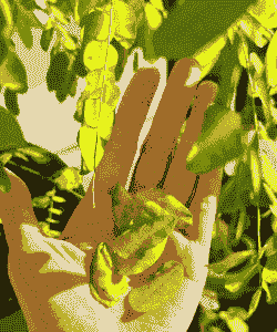 母猪产后身体苍白