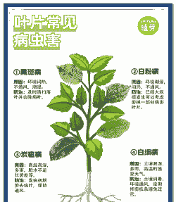 母猪产后便秘快速治疗