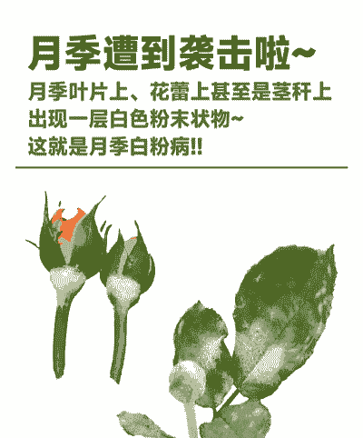 母猪产后什么消炎最好