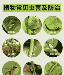 母猪产后消炎点滴配方