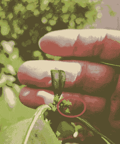 母猪产后用黄芪多糖