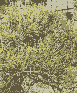 母猪产后肚子还很大