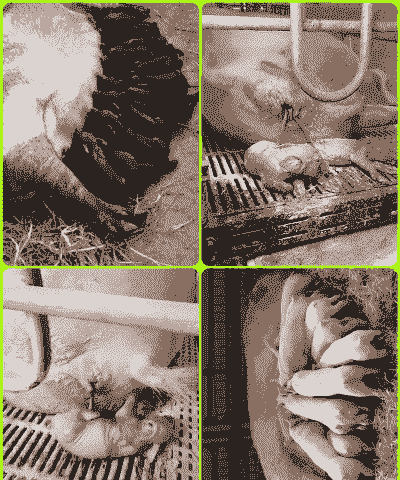 母猪产后低烧怎样处理