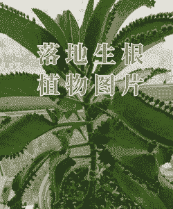 母猪产后多久会排便