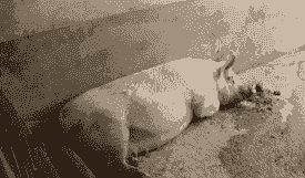 母猪产后高热的原因