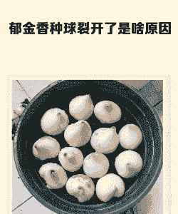 母猪产后出现死亡症状