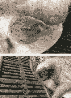 母猪产后外阴破裂出血