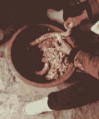 给产后母猪灌肠