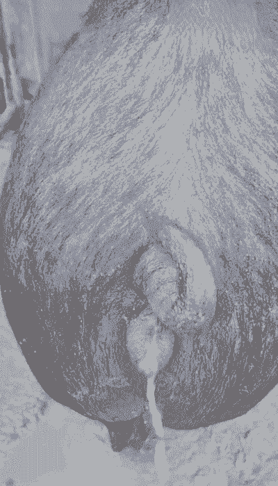 母猪产后可以冲凉吗