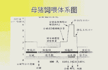 母猪产后饲喂流程表格
