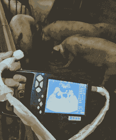 母猪产后死胎测试方法