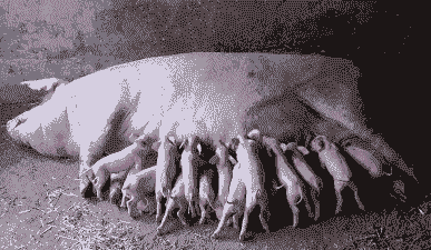 母猪产后流白色恶露