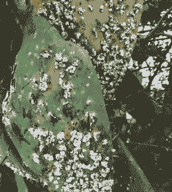 母猪产后胎盘多久出来