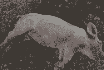 母猪产后肚子胀气了