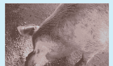 母猪流产后全身发红