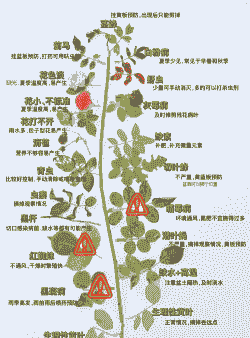 母猪产后不爱吃料