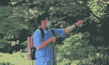 母猪生产后不排便