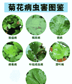 母猪产后消炎多久打