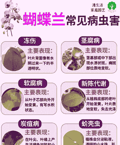 母猪产后消炎打头孢