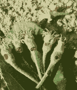 母猪产后多久清宫最好