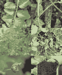 母猪产后要多少温度