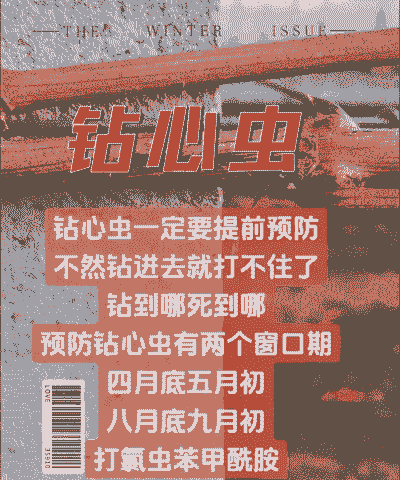 母猪流产后怎样饲喂