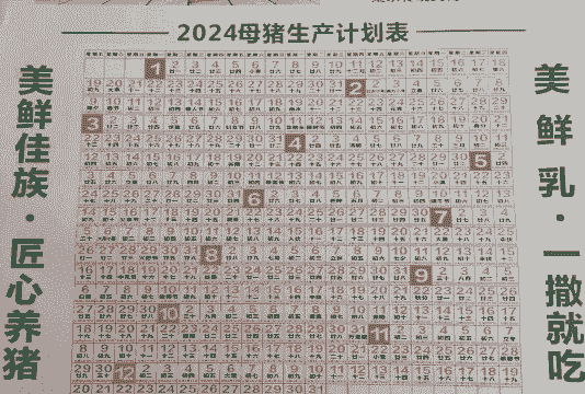 母猪产后开食时间