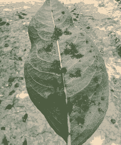 母猪产后怎么维护胎儿