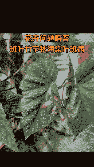 母猪产后打针的地方