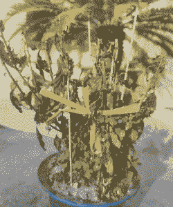 母猪产后喘怎么解决